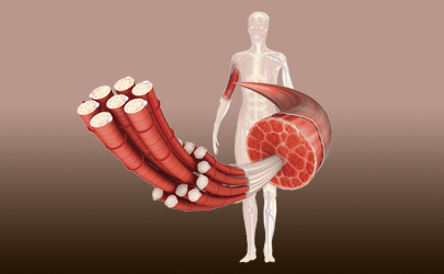 Best Collagen Supplements