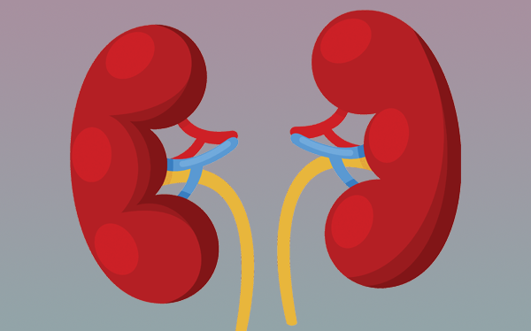 Creatine side effects on kidneys