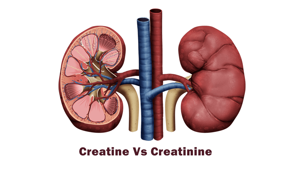Best natural sources of creatine