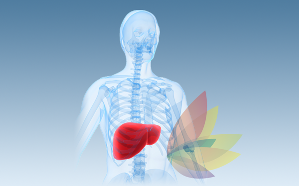 liver and gut health connection