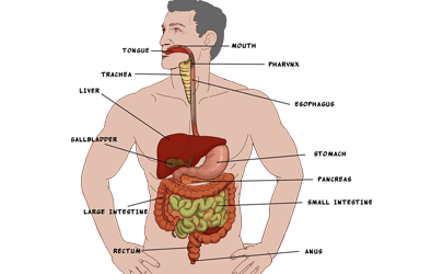 herbs for liver health