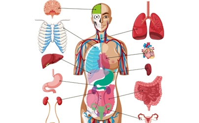 liver enzyme reduction